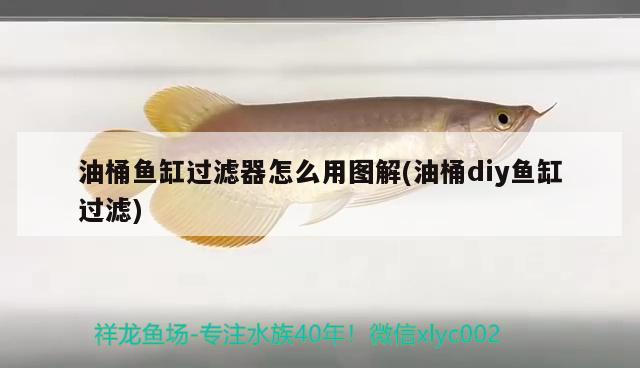 油桶魚缸過濾器怎么用圖解(油桶diy魚缸過濾) 泰國虎魚