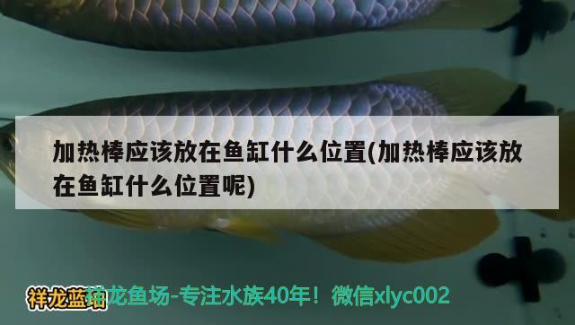 加熱棒應(yīng)該放在魚缸什么位置(加熱棒應(yīng)該放在魚缸什么位置呢) 印尼三紋虎