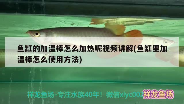 魚缸的加溫棒怎么加熱呢視頻講解(魚缸里加溫棒怎么使用方法) 水族品牌