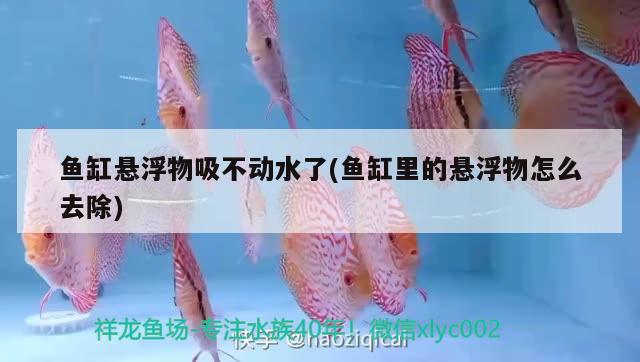 魚缸懸浮物吸不動(dòng)水了(魚缸里的懸浮物怎么去除)