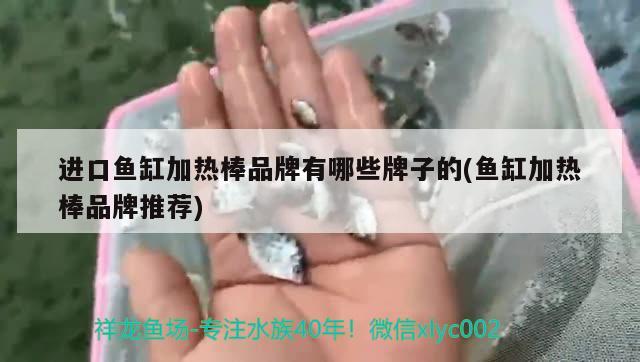 進(jìn)口魚缸加熱棒品牌有哪些牌子的(魚缸加熱棒品牌推薦)