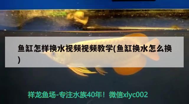 魚缸怎樣換水視頻視頻教學(xué)(魚缸換水怎么換)