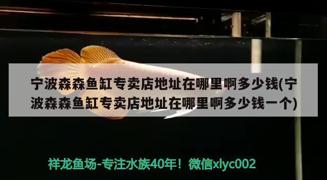 寧波森森魚缸專賣店地址在哪里啊多少錢(寧波森森魚缸專賣店地址在哪里啊多少錢一個) 白子關(guān)刀魚苗