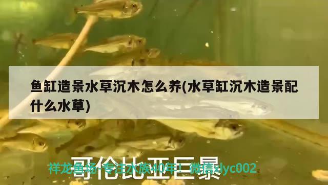 魚(yú)缸造景水草沉木怎么養(yǎng)(水草缸沉木造景配什么水草)