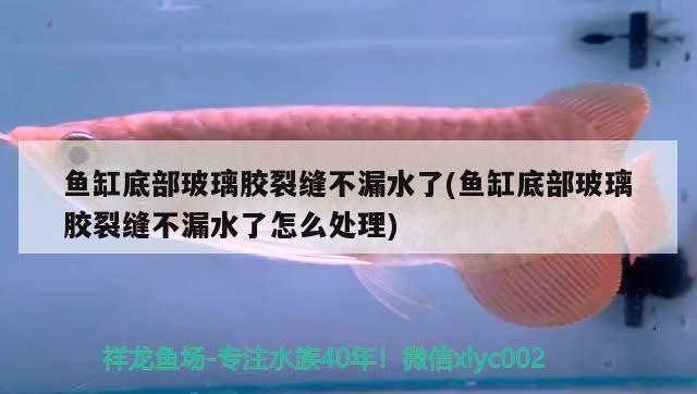 魚缸底部玻璃膠裂縫不漏水了(魚缸底部玻璃膠裂縫不漏水了怎么處理)