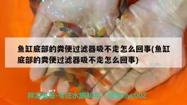 魚缸底部的糞便過濾器吸不走怎么回事(魚缸底部的糞便過濾器吸不走怎么回事) 賽級紅龍魚