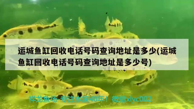 運城魚缸回收電話號碼查詢地址是多少(運城魚缸回收電話號碼查詢地址是多少號) 黃金達摩魚