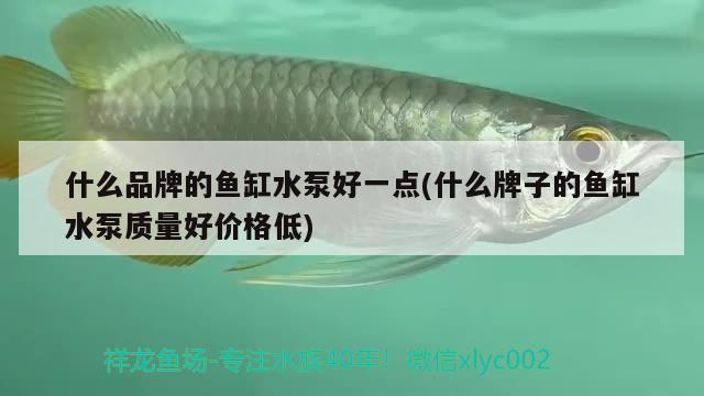 什么品牌的魚缸水泵好一點(diǎn)(什么牌子的魚缸水泵質(zhì)量好價(jià)格低)