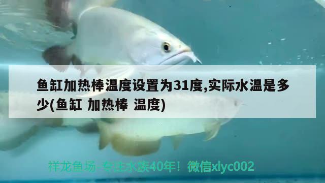 魚缸加熱棒溫度設(shè)置為31度,實(shí)際水溫是多少(魚缸加熱棒溫度) B級(jí)過(guò)背金龍魚