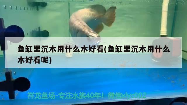 魚缸里沉木用什么木好看(魚缸里沉木用什么木好看呢)