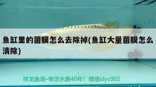 魚缸里的菌膜怎么去除掉(魚缸大量菌膜怎么清除) 黃金鴨嘴魚