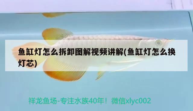 魚缸燈怎么拆卸圖解視頻講解(魚缸燈怎么換燈芯)