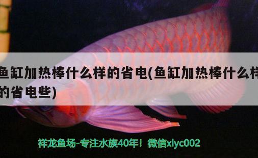 魚缸加熱棒什么樣的省電(魚缸加熱棒什么樣的省電些) 除藻劑