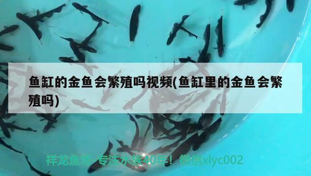 魚缸的金魚會繁殖嗎視頻(魚缸里的金魚會繁殖嗎)