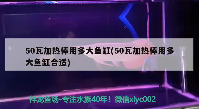 50瓦加熱棒用多大魚(yú)缸(50瓦加熱棒用多大魚(yú)缸合適) 泰國(guó)雪鯽魚(yú)