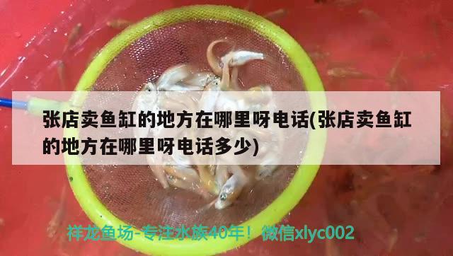 張店賣魚缸的地方在哪里呀電話(張店賣魚缸的地方在哪里呀電話多少) 白子黑帝王魟魚