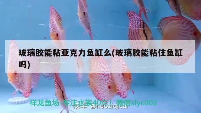 玻璃膠能粘亞克力魚缸么(玻璃膠能粘住魚缸嗎) 魚缸水質(zhì)穩(wěn)定劑