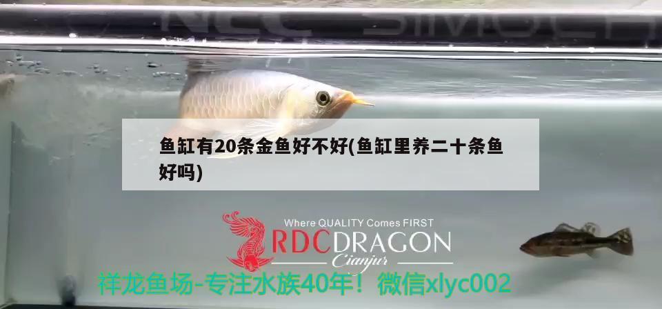 魚缸有20條金魚好不好(魚缸里養(yǎng)二十條魚好嗎) 圖騰金龍魚