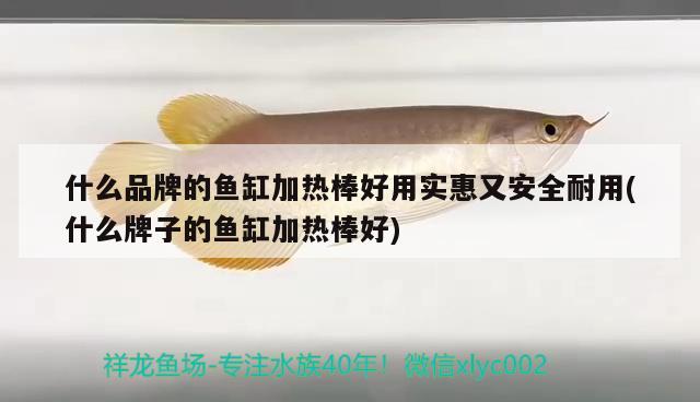 什么品牌的魚缸加熱棒好用實(shí)惠又安全耐用(什么牌子的魚缸加熱棒好)