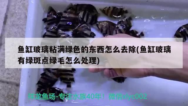 魚缸玻璃粘滿綠色的東西怎么去除(魚缸玻璃有綠斑點綠毛怎么處理) 養(yǎng)魚知識