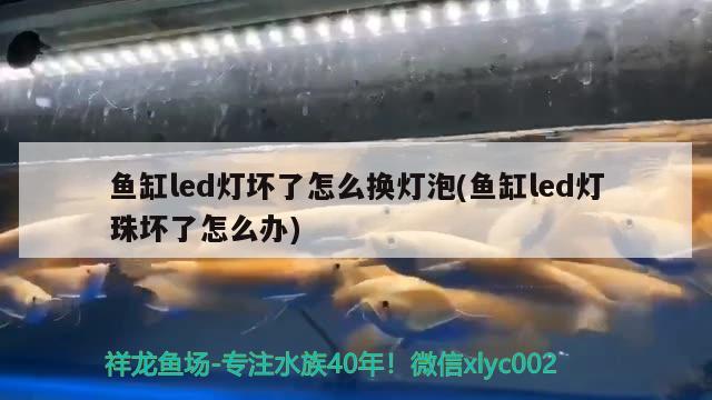 魚(yú)缸led燈壞了怎么換燈泡(魚(yú)缸led燈珠壞了怎么辦) 野彩魚(yú)