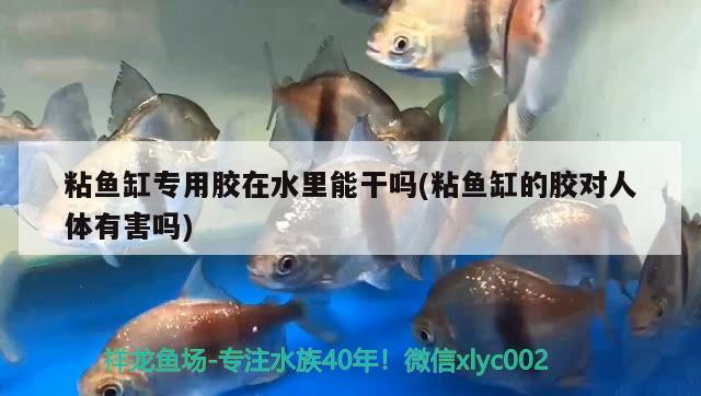 粘魚缸專用膠在水里能干嗎(粘魚缸的膠對人體有害嗎)