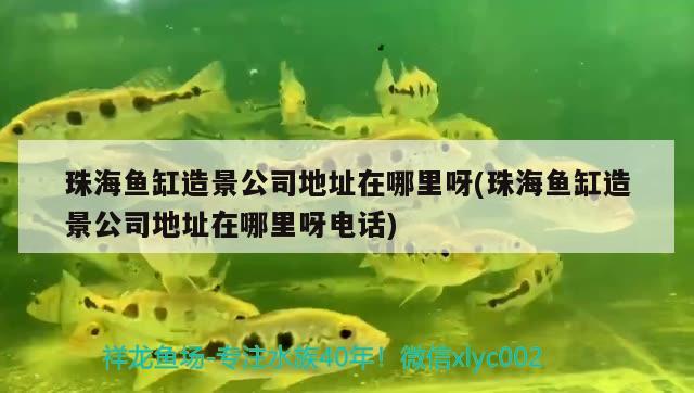 珠海魚(yú)缸造景公司地址在哪里呀(珠海魚(yú)缸造景公司地址在哪里呀電話(huà))