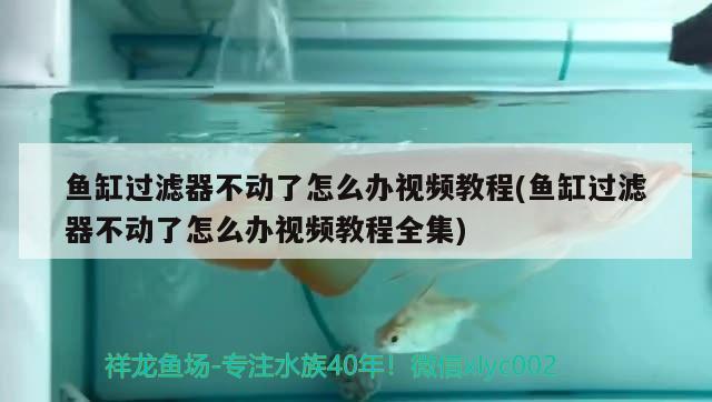 魚缸過濾器不動了怎么辦視頻教程(魚缸過濾器不動了怎么辦視頻教程全集) 熱帶魚魚苗批發(fā) 第2張