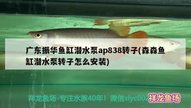 廣東振華魚缸潛水泵ap838轉子(森森魚缸潛水泵轉子怎么安裝) 銀古魚苗