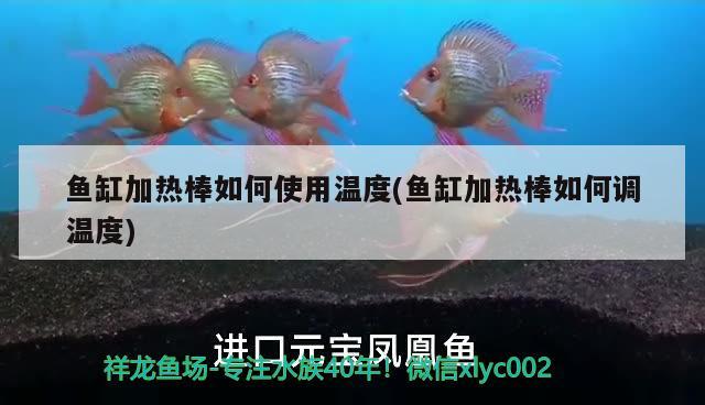 魚缸加熱棒如何使用溫度(魚缸加熱棒如何調溫度) 祥龍水族濾材/器材