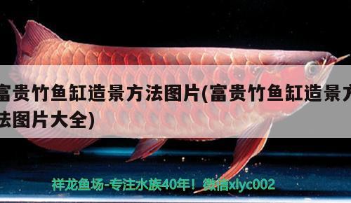 富貴竹魚缸造景方法圖片(富貴竹魚缸造景方法圖片大全) 眼斑魚