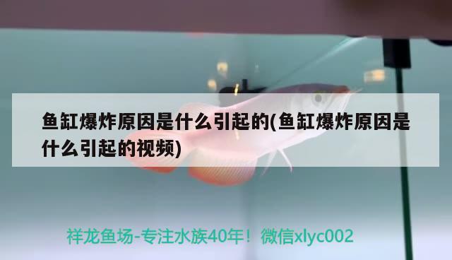 魚缸爆炸原因是什么引起的(魚缸爆炸原因是什么引起的視頻) 福魟魟魚