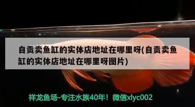 自貢賣魚缸的實體店地址在哪里呀(自貢賣魚缸的實體店地址在哪里呀圖片) 金三間魚