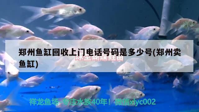 鄭州魚(yú)缸回收上門(mén)電話號(hào)碼是多少號(hào)(鄭州賣(mài)魚(yú)缸)