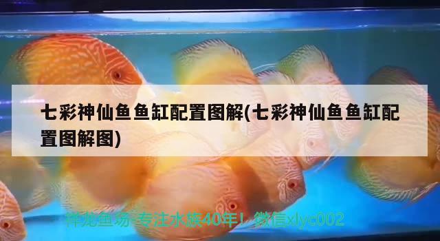 七彩神仙魚魚缸配置圖解(七彩神仙魚魚缸配置圖解圖) 七彩神仙魚