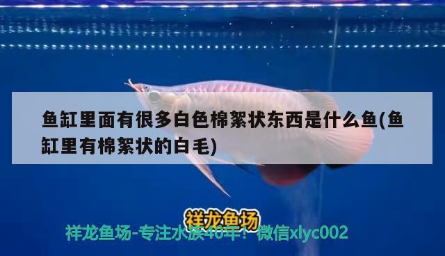 魚缸里面有很多白色棉絮狀東西是什么魚(魚缸里有棉絮狀的白毛)