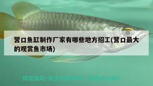 營口魚缸制作廠家有哪些地方招工(營口最大的觀賞魚市場)