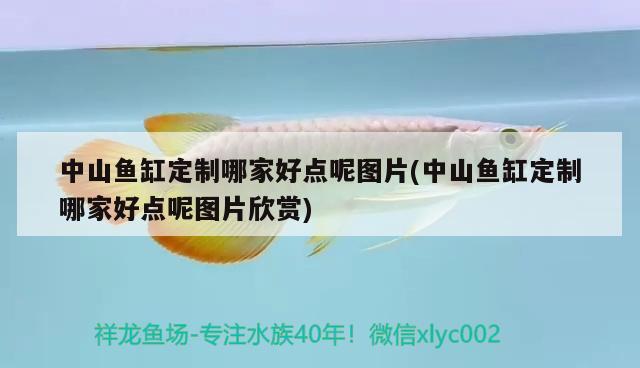 中山魚缸定制哪家好點呢圖片(中山魚缸定制哪家好點呢圖片欣賞) 祥龍進口元寶鳳凰魚