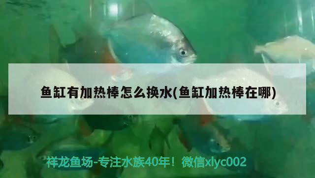 魚(yú)缸有加熱棒怎么換水(魚(yú)缸加熱棒在哪) 名貴錦鯉魚(yú)