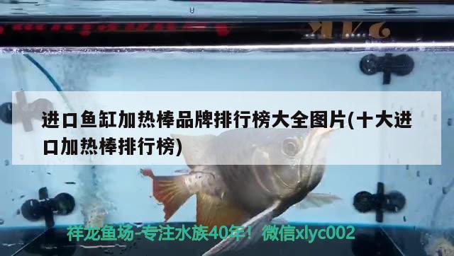 進口魚缸加熱棒品牌排行榜大全圖片(十大進口加熱棒排行榜) 銀古魚苗