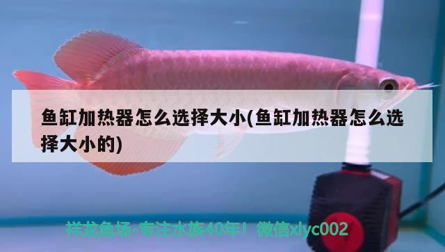 魚缸加熱器怎么選擇大小(魚缸加熱器怎么選擇大小的) 養(yǎng)魚知識(shí)