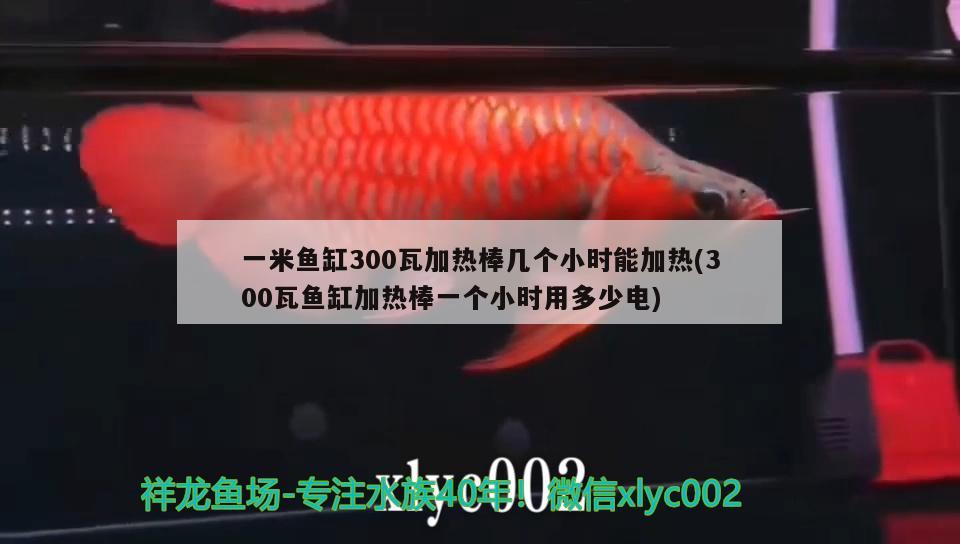 一米魚缸300瓦加熱棒幾個小時能加熱(300瓦魚缸加熱棒一個小時用多少電) 白子銀版魚苗