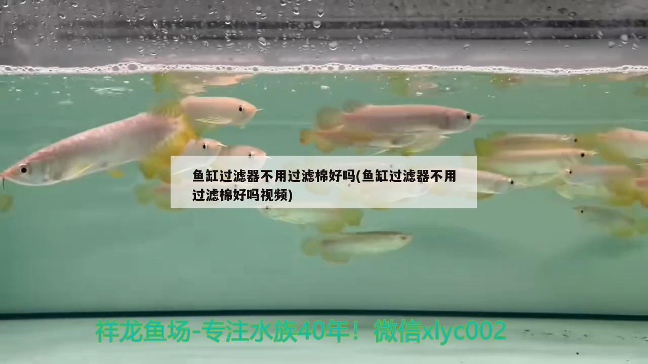 魚缸過濾器不用過濾棉好嗎(魚缸過濾器不用過濾棉好嗎視頻)