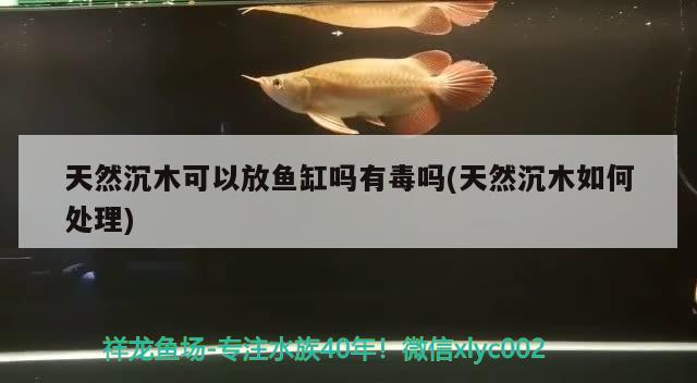 天然沉木可以放魚缸嗎有毒嗎(天然沉木如何處理) 虎紋銀版魚