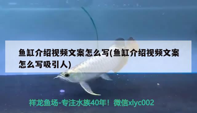 魚缸介紹視頻文案怎么寫(魚缸介紹視頻文案怎么寫吸引人) 飛鳳魚