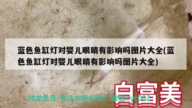 藍色魚缸燈對嬰兒眼睛有影響嗎圖片大全(藍色魚缸燈對嬰兒眼睛有影響嗎圖片大全) 孵化器