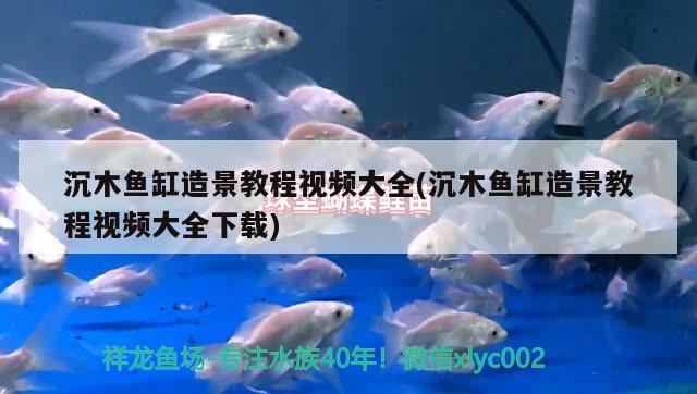 沉木魚(yú)缸造景教程視頻大全(沉木魚(yú)缸造景教程視頻大全下載)