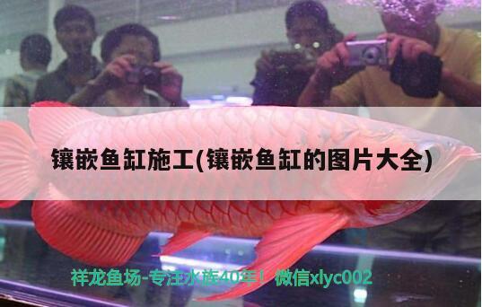 鑲嵌魚缸施工(鑲嵌魚缸的圖片大全) 黃寬帶蝴蝶魚