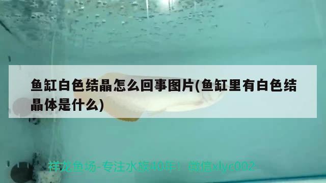 魚缸白色結(jié)晶怎么回事圖片(魚缸里有白色結(jié)晶體是什么) 二氧化碳設(shè)備