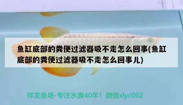 魚缸底部的糞便過濾器吸不走怎么回事(魚缸底部的糞便過濾器吸不走怎么回事兒) 其它水族用具設(shè)備